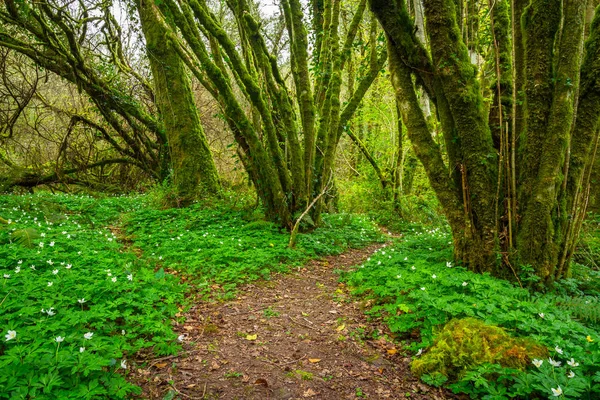 緑の森では アイルランドにおける経路 — ストック写真