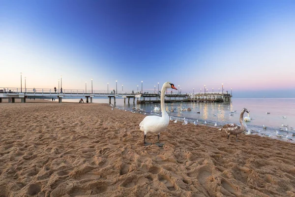 夕暮れ時 ポーランドのバルト海での桟橋で白鳥 — ストック写真