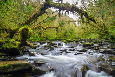 Dağ dere, Clare Glens co Limerick, İrlanda