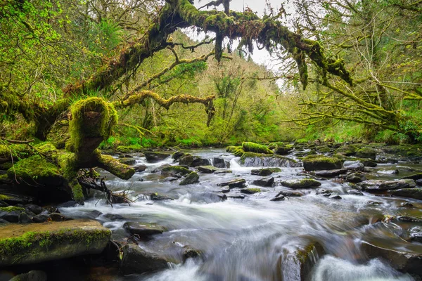 Ruisseau Montagne Clare Glens Dans Comté Limerick Irlande — Photo