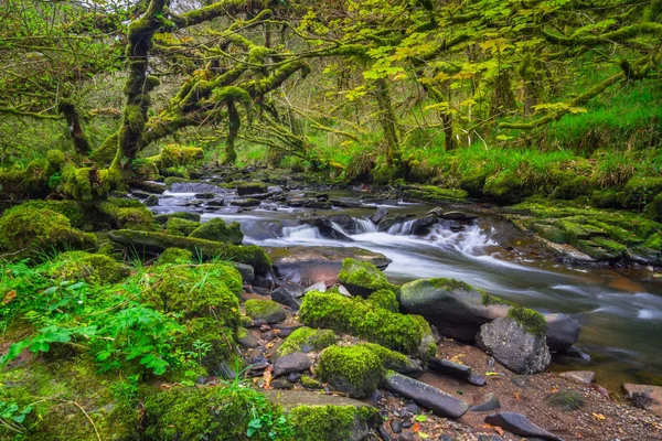 Ruisseau Montagne Clare Glens Dans Comté Limerick Irlande — Photo