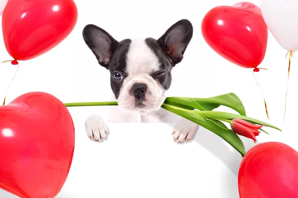 Niedlicher Welpe Mit Tulpenblume Und Herzförmigen Luftballons Für Valentinstag — Stockfoto