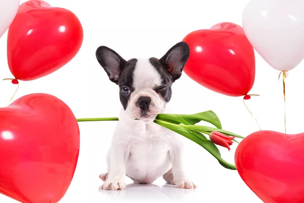 Niedlicher Welpe Mit Tulpenblume Und Herzförmigen Luftballons Für Valentinstag — Stockfoto