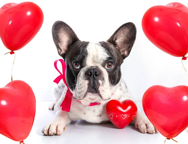 Cute French Bulldog Heart Shape Balloons Valentines — Stock Photo, Image