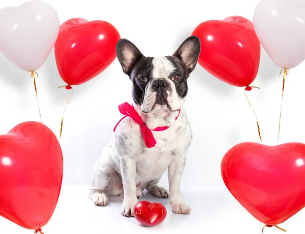 Leuke Franse Bulldog Met Hart Vorm Ballonnen Voor Valentijnskaarten — Stockfoto