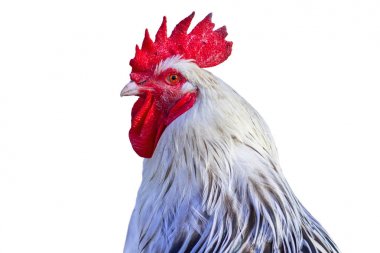 Beyaz arka plan üzerinde izole horoz