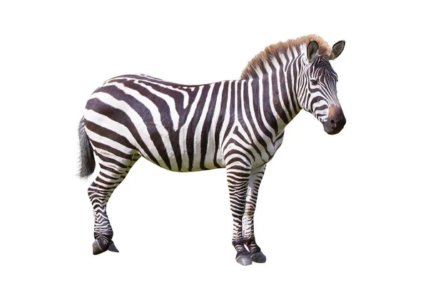 Zebra Isolerad Över Vit Bakgrund — Stockfoto