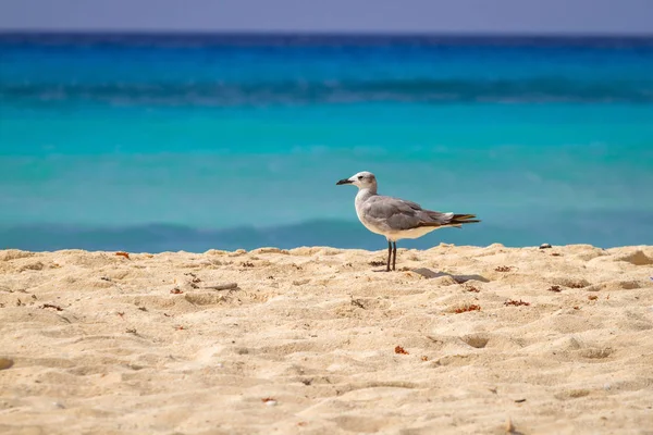 Mewa Plaży Nad Morzem Karaibskim Meksyk — Zdjęcie stockowe