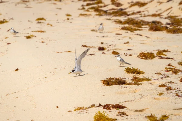 Gaivota Cobrou Pássaros Tern Praia Mar Caribe México — Fotografia de Stock