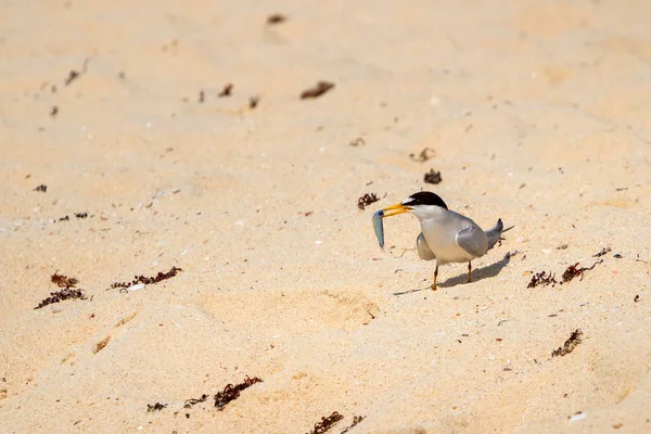 アジサシはカリブ海のビーチにあるガルの鳥を請求し メキシコ — ストック写真