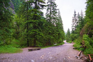 Dağ izi Tatra Dağları'nda, yaz, Polonya
