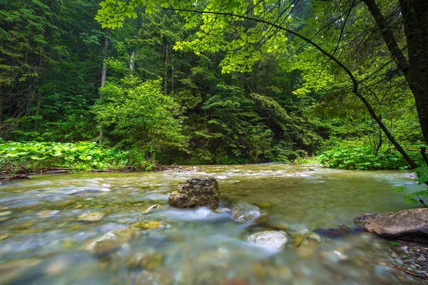 Ruscello Roccioso Nelle Montagne Tatra Estate Polonia — Foto Stock