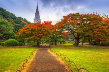 Shinjuku Parkı 'nda sonbahar, Tokyo, Japonya