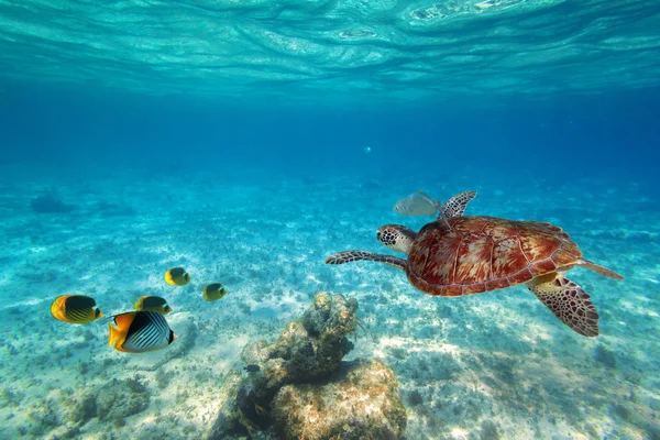 カリブ海の熱帯水で泳ぐアオウミガメ — ストック写真