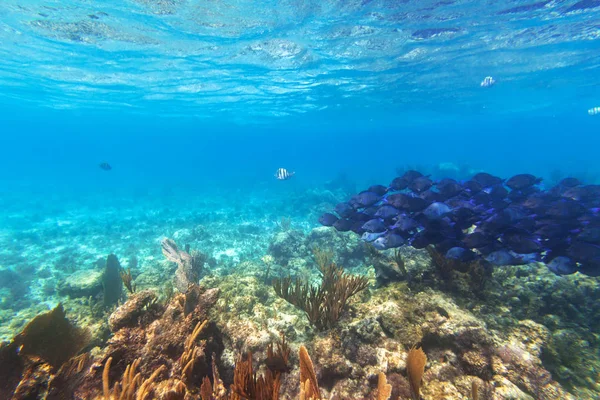 Schwarm Blauer Fische Karibischen Meer Mexikos — Stockfoto