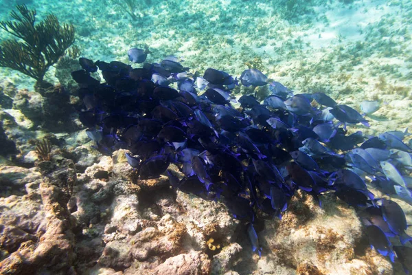 メキシコのカリブ海の青い魚の群れ — ストック写真