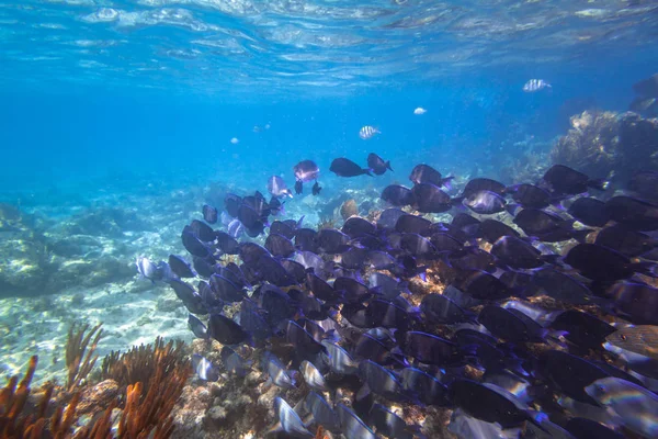 Fischschwärme Der Karibik Von Mexiko — Stockfoto