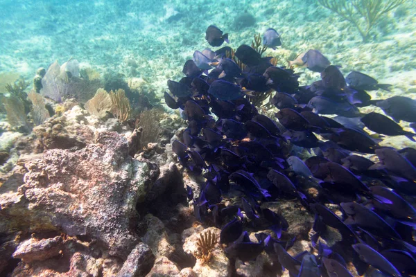 Shoal of blue fishes in the Caribbean Sea of Mexico