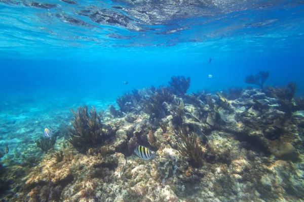 Peces Nadando Mar Caribe México —  Fotos de Stock