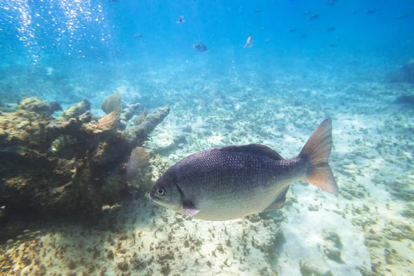 Fische Schwimmen Der Karibik Von Mexiko — Stockfoto