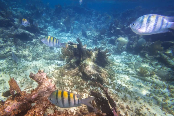 Shoal Pesci Nel Mar Dei Caraibi Del Messico — Foto Stock