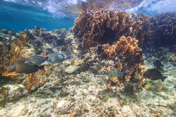 Pesci Che Nuotano Nel Mar Dei Caraibi Del Messico — Foto Stock