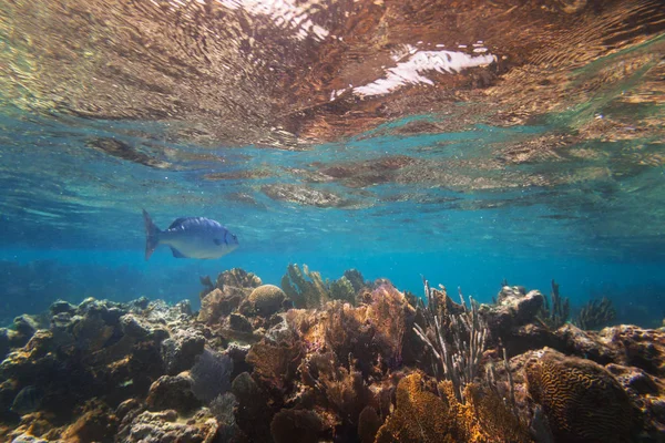 Fishes Swimming Caribbean Sea Mexico — Stock Photo, Image