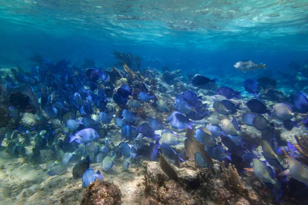 Schwarm Blauer Fische Karibischen Meer Mexikos — Stockfoto