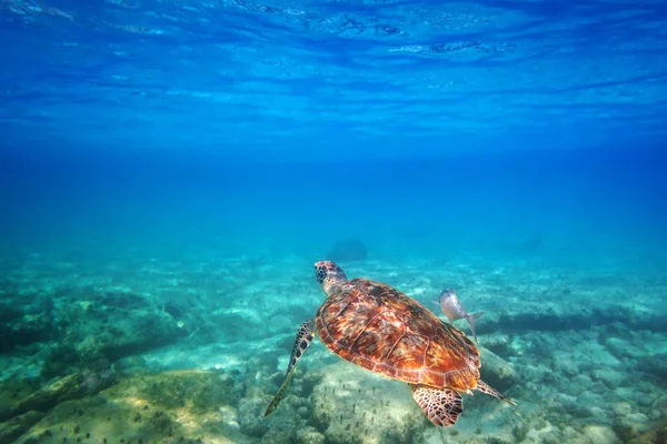 Green Turtle Swimming Caribbean Sea Mexico — Stock Photo, Image