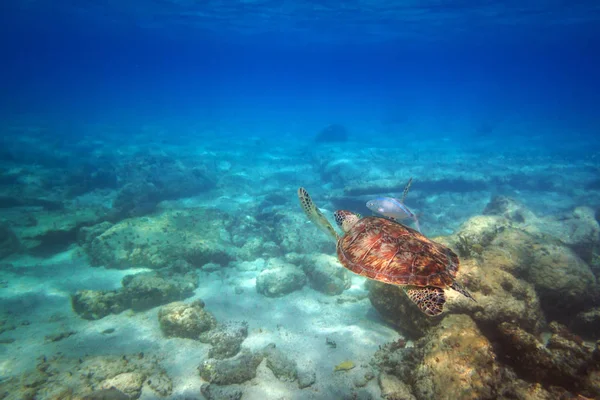 Зеленая Черепаха Плавающая Карибском Море Мексики — стоковое фото
