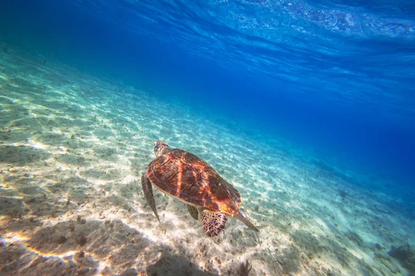 Πράσινη Χελώνα Κολυμπάει Στη Θάλασσα Της Καραϊβικής Του Μεξικού — Φωτογραφία Αρχείου