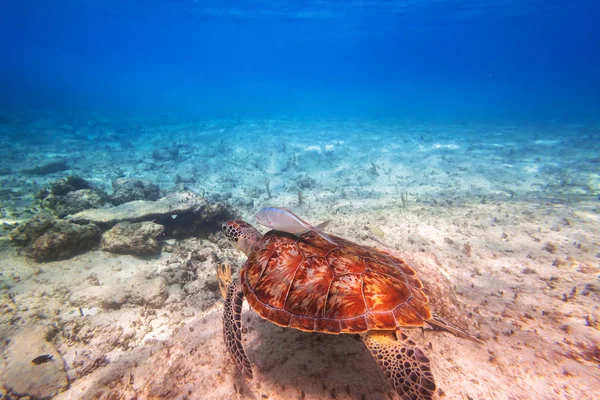 Grüne Schildkröte Schwimmt Der Karibik Von Mexiko — Stockfoto