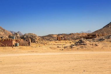 Afrika Mısır çölde toplayan