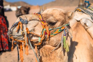 Mısır'daki Afrika Çölde deve