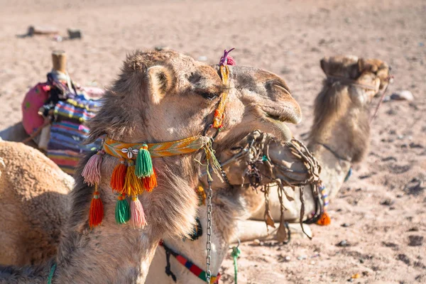 アフリカのエジプトの砂漠でラクダ — ストック写真
