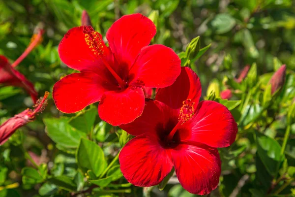 Bush Egyiptomi Hibiszkusz Virágok — Stock Fotó