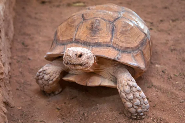 Tortuga Gigante Africana Egipto — Foto de Stock