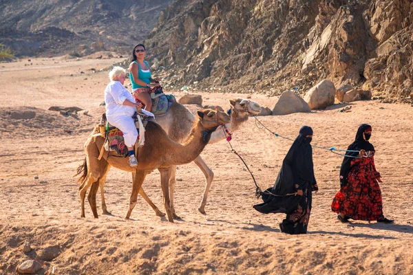 Hurghada Egipto Abril 2013 Camello Desierto Cerca Hurghada Egipto Paseo — Foto de Stock