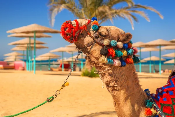 Camel Resting Shadow Beach Hurghada Egypt — Stock Photo, Image