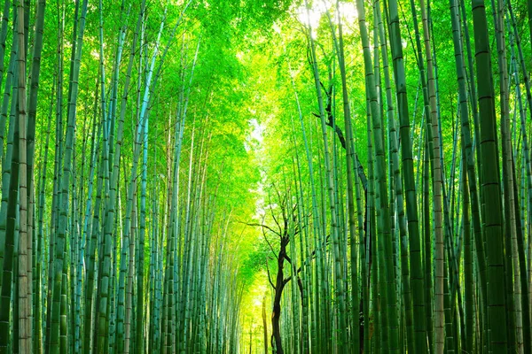 Bambusový les Arashiyama poblíž Kjóta, Japonsko — Stock fotografie