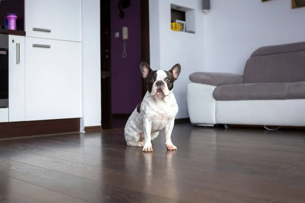 Adorabile Bulldog Francese Seduto Sul Pavimento Del Soggiorno — Foto Stock