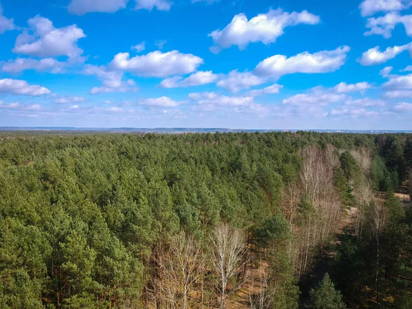 Aerial top view of the forest in spring time
