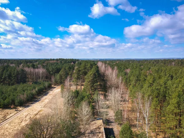 Aerial top view of the forest in spring time