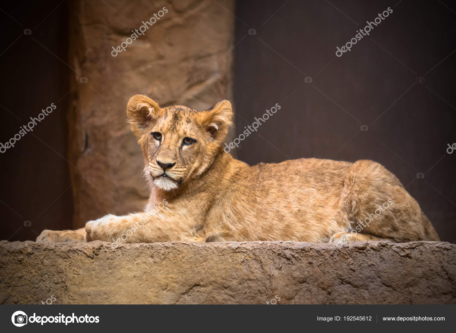 Bebe Lion Images Libres De Droit Photos De Bebe Lion Depositphotos