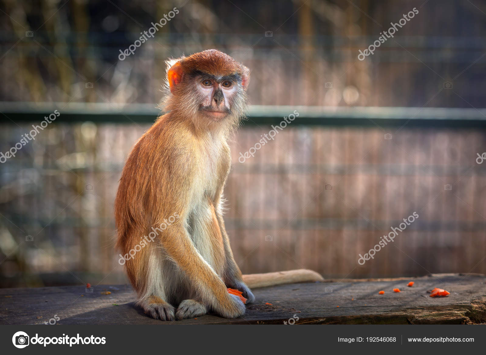 Patas Monkey Portrait Zoo Stock Photo by ©Patryk_Kosmider 192546068