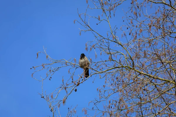 Corbeau Capuchon Sur Arbre Printemps — Photo