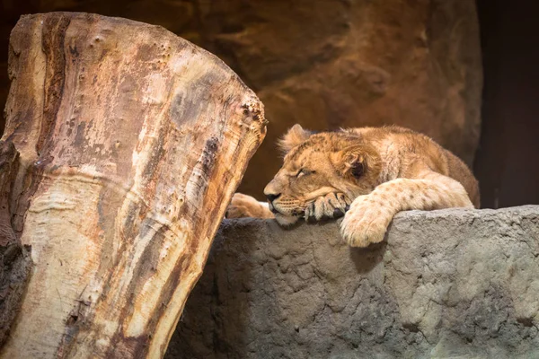 Bebé León Duerme Roca — Foto de Stock