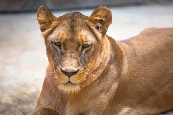 León Hembra Acostada Suelo — Foto de Stock