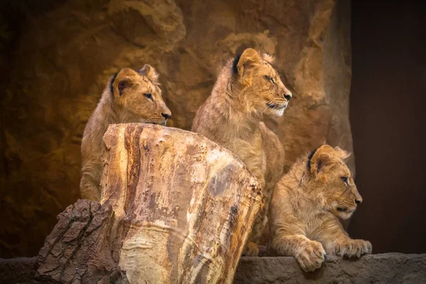 Tres Lindos Leones Bebé Retrato — Foto de Stock