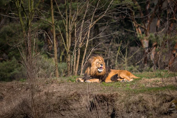 Lev Lví Leží Lese — Stock fotografie